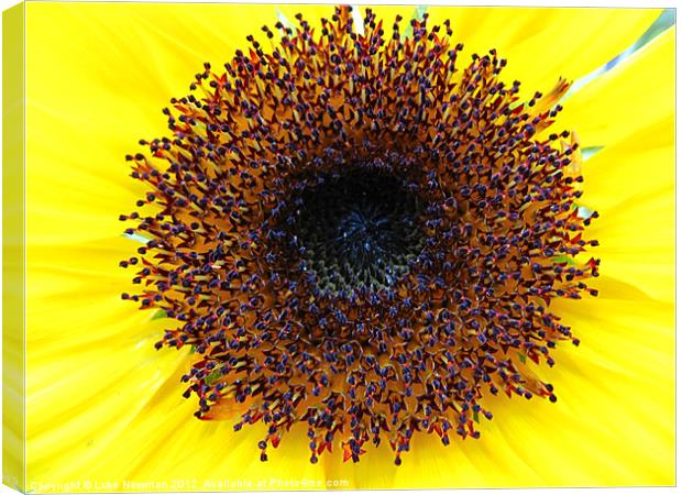 Sunflower Yellow Bloom Canvas Print by Luke Newman