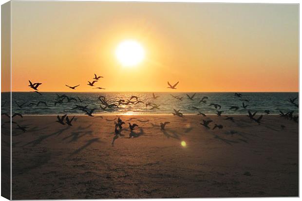 Sunset Migration, Coral Bay Canvas Print by Luke Newman