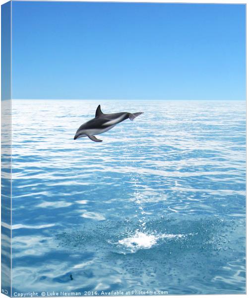 Kaikoura Dusky Dolphin Jump Canvas Print by Luke Newman
