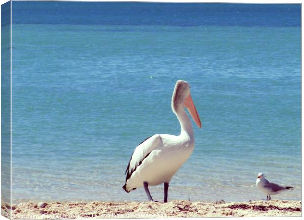 Pelican Stand-off Canvas Print by Luke Newman