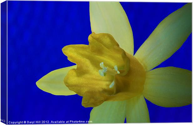 Yellow Daffodil on Blue Background Canvas Print by Daryl Hill
