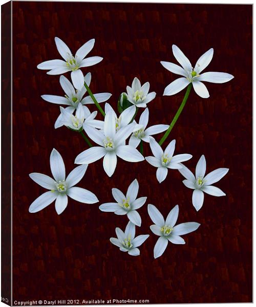 White Rain Lilies on Burnt Cherry Canvas Print by Daryl Hill