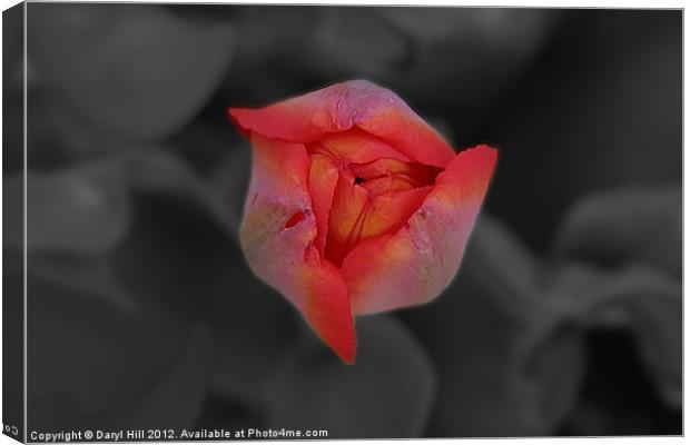 Red Tulip Bud on Gray Canvas Print by Daryl Hill