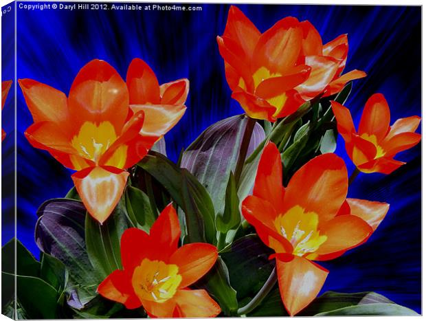 Seven Red and Yellow Tulips Canvas Print by Daryl Hill