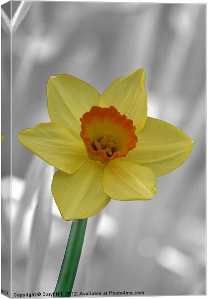 Yellow Daffodil on Silver Canvas Print by Daryl Hill