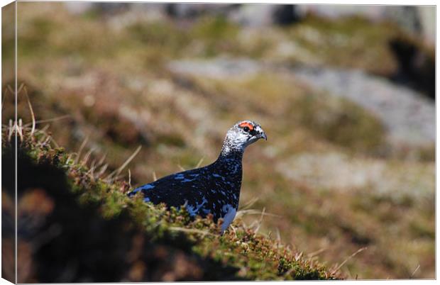 Wild Mountain Ptarmigan Canvas Print by kelvin fraser