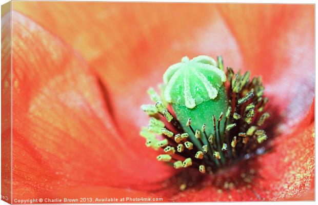 Red Poppy Canvas Print by Ankor Light