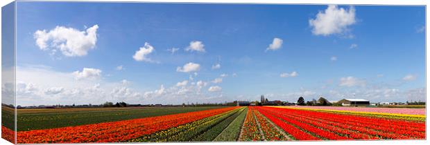  Tulip bulb field panorama Canvas Print by Ankor Light