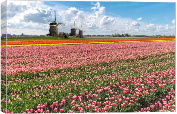 Windmills against the blooming tulip bulb farm lan Canvas Print by Ankor Light