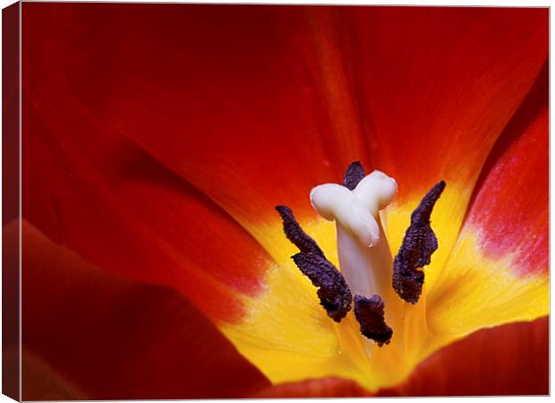  Red Tulip Canvas Print by Ankor Light