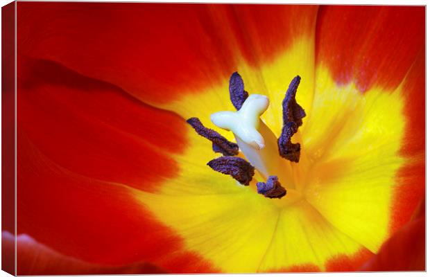 Red Tulip Canvas Print by Ankor Light