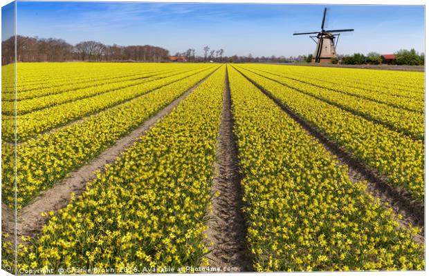 Daffodils bulb field with a windmill in the backgr Canvas Print by Ankor Light