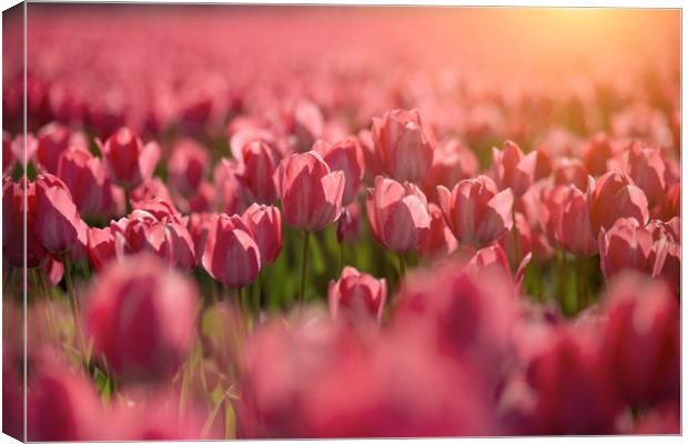 Red tulips sunset Canvas Print by Ankor Light