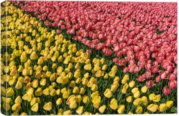 Bicolor tulipes Canvas Print by Ankor Light