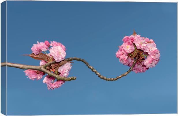 Pink Japanese cherry flowers Canvas Print by Ankor Light