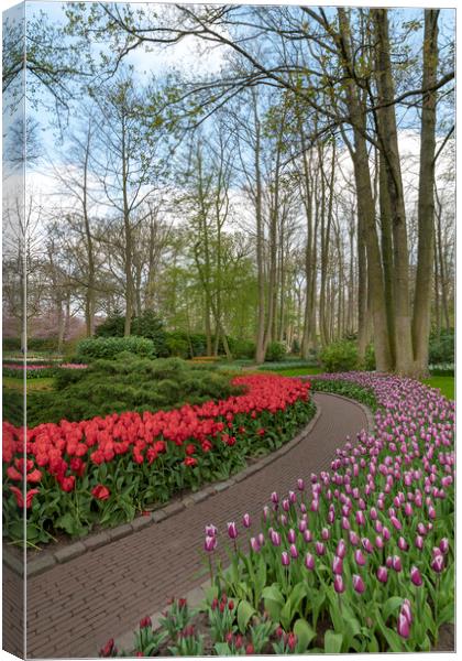 Pure red and pink white color tulips blossom Canvas Print by Ankor Light