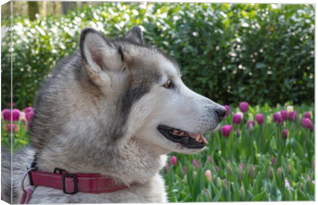 White grey Husky dog laying on the green grass Canvas Print by Ankor Light