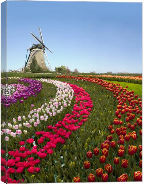 Colorful Dutch tulip farm nested to a majestic win Canvas Print by Ankor Light