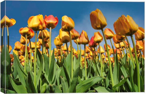 Up view of the tulips blossom to a pur blue sky in Lisse tulip bulb farm, Netherlands Canvas Print by Ankor Light