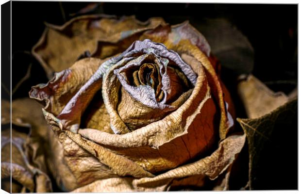 Dried and dead rose flower close up Canvas Print by Ankor Light
