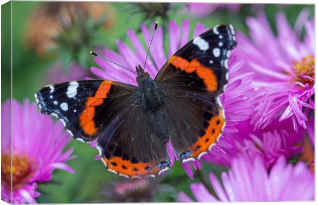 A colorful butterfly on a flower Canvas Print by Ankor Light