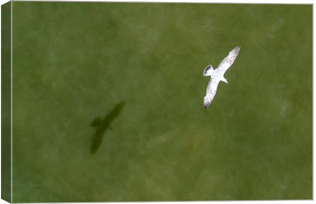 Down view of a flying seagull above the sea water Canvas Print by Ankor Light