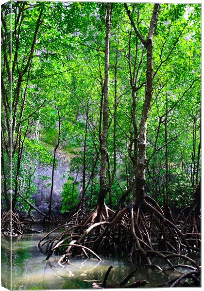 Mangrove rain forest Canvas Print by Ankor Light