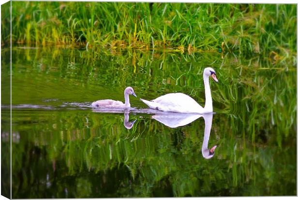 Swans on the Canal Canvas Print by Buster Brown