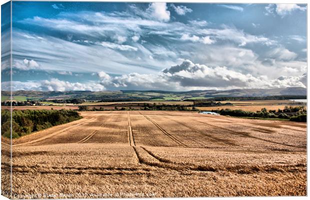 Scottish Field of Gold Canvas Print by Buster Brown