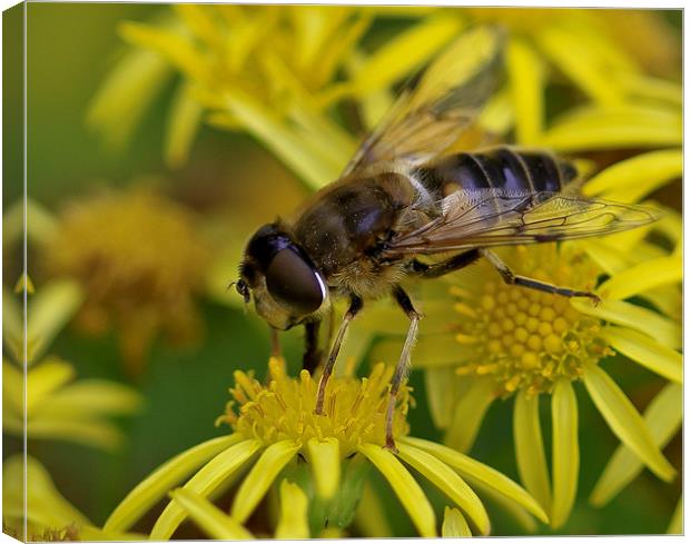 Macro Fly  Yellow Flower Canvas Print by Buster Brown