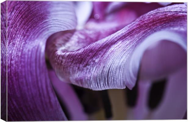Texture and Flow. Macro Tulip Canvas Print by Buster Brown