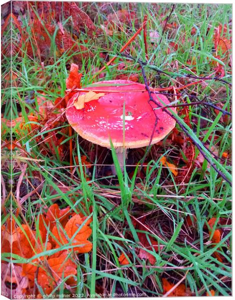 Fungus In Woods Canvas Print by philip milner