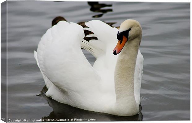 Angry Swan Canvas Print by philip milner