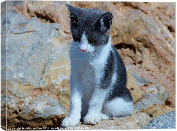 Cat On The Rocks Canvas Print by philip milner