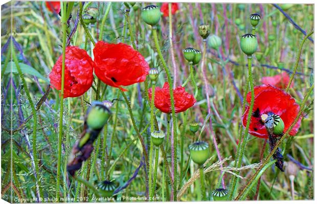 Poppies Round The Fence Canvas Print by philip milner