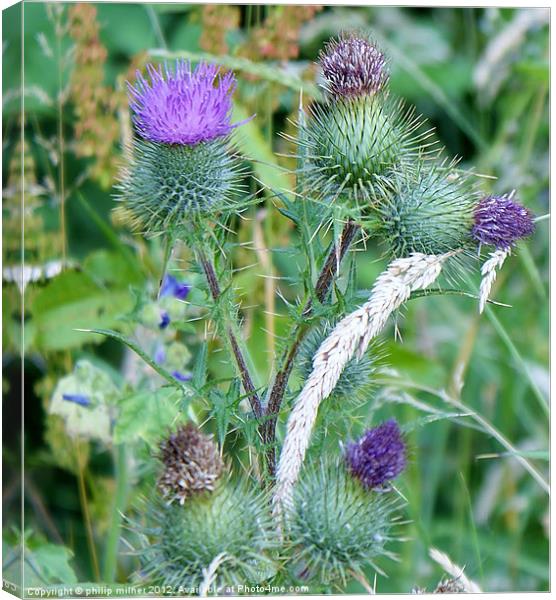 The Scottish Thistle Canvas Print by philip milner