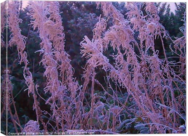 Frosty Pink Canvas Print by philip milner