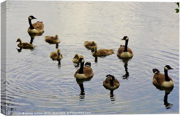 A Family Of Geese Canvas Print by philip milner