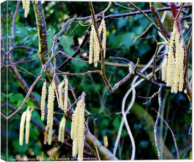 Catkins For Spring Canvas Print by philip milner