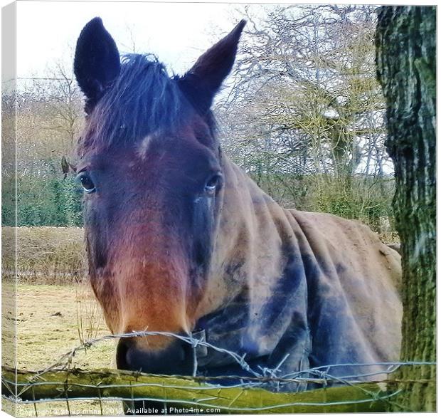 Looking At Me Canvas Print by philip milner