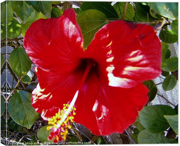 Red Bougainvillea Canvas Print by philip milner