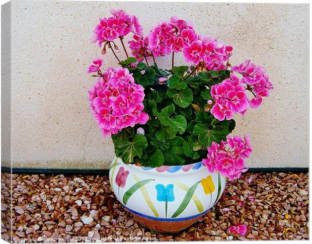 Patio Plant Canvas Print by philip milner