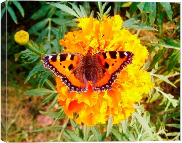 Butterfly On Giant Marigold Canvas Print by philip milner