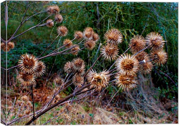 Dead Thistles Canvas Print by philip milner