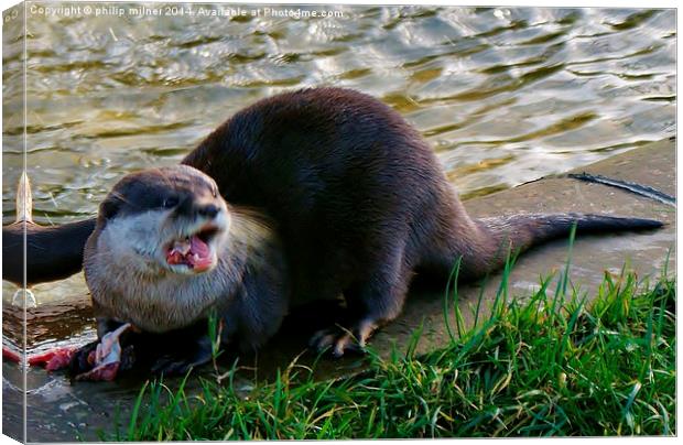 Otters Dinner Time Canvas Print by philip milner