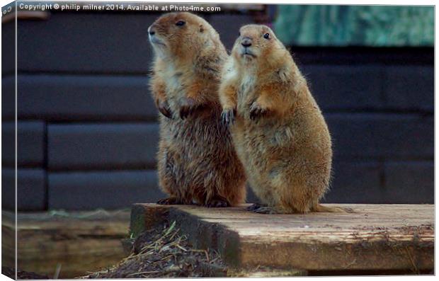 Black Tailed Prairie Dogs Canvas Print by philip milner