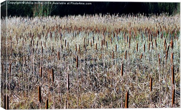 Reeds And Pokers Canvas Print by philip milner