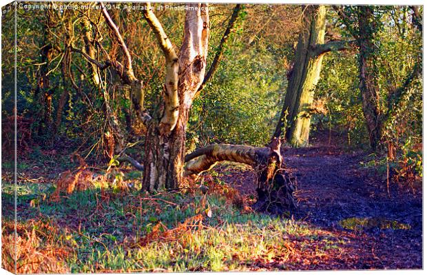 Winter Sunshine In The Woods Canvas Print by philip milner