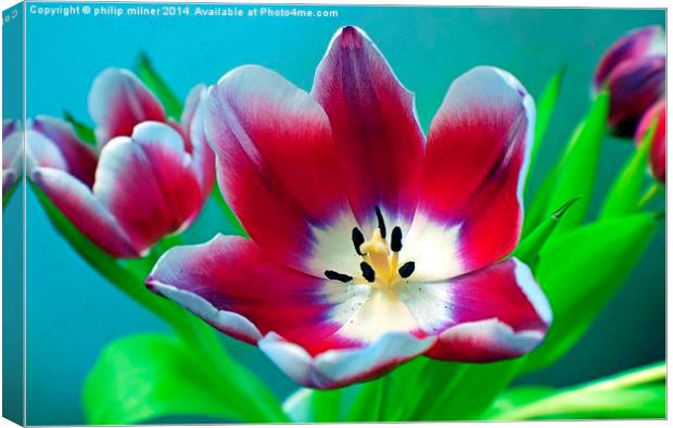 Wide Open Tulip Canvas Print by philip milner