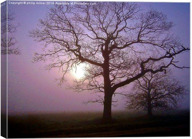 Trees Fog And Sunshine Canvas Print by philip milner